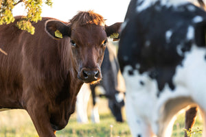 Understanding Animal Product Labels: Grass-Fed, Grass-Finished, Free-Range, and Pasture-Raised